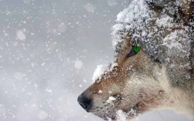 EL INVIERNO SE APROXIMA